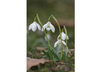 Schneeglöckchen (Galanthus nivalis) - © Emanuel Trummer